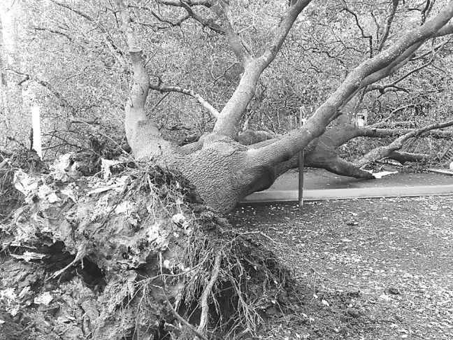 Fallen Tree