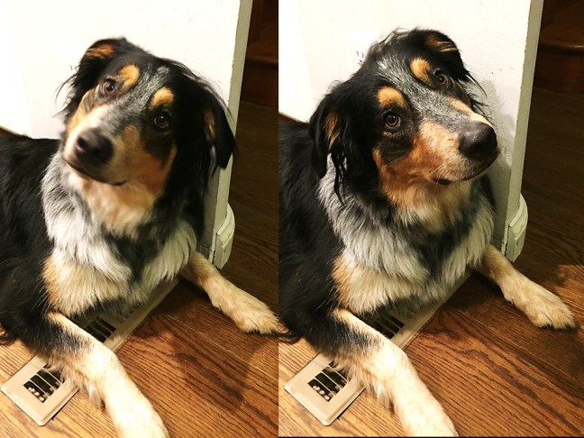 Ideal Master - Archie Head Tilt